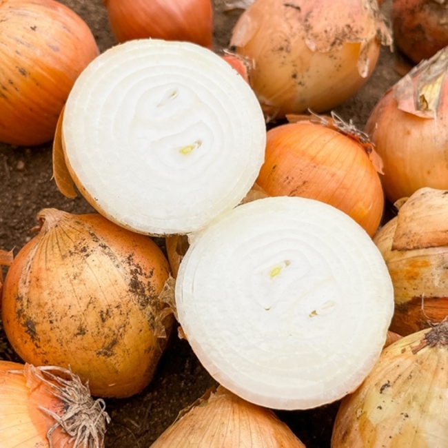 [청년농가]엄선한 국내산 25년 햇 양파 2kg/3kg/5kg/10kg(중소/대)