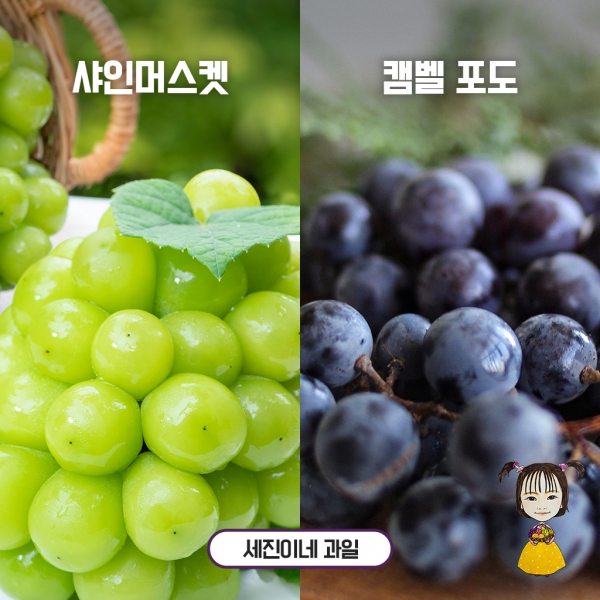 ★리뷰이벤트★ (농할)[1+1리뷰 이벤트] [세진이네 과일] 2026 고당도 샤인머스켓 2kg / 2.3kg / 4kg