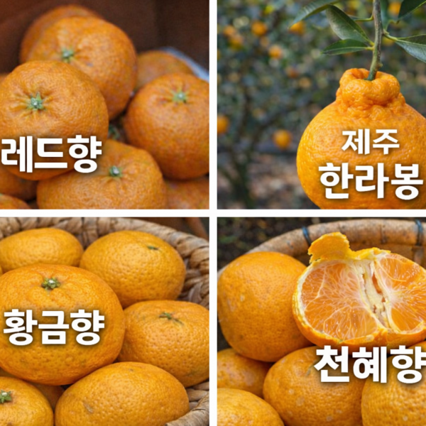 ★신선위크★ [숙희장터] 제주도 직송 만감류의 제왕!!(레드향, 천혜향, 황금향, 한라봉)
