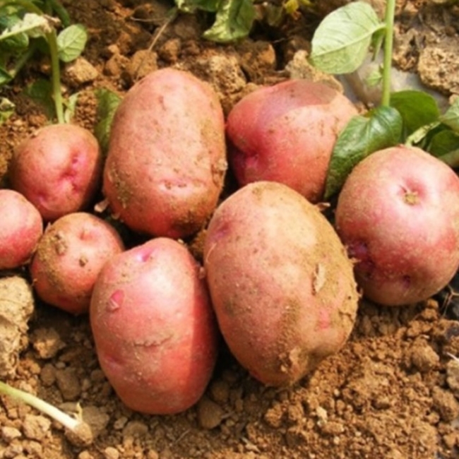 [귀빈정]1년 딱 2달 제철 포슬포슬 카스테라 홍감자 3kg