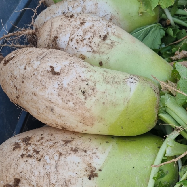 산지직배송 강원도 고랭지 무 7-10kg