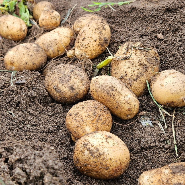산지직배송 국내산 햇감자 1kg/3kg/5kg (중/대/특)