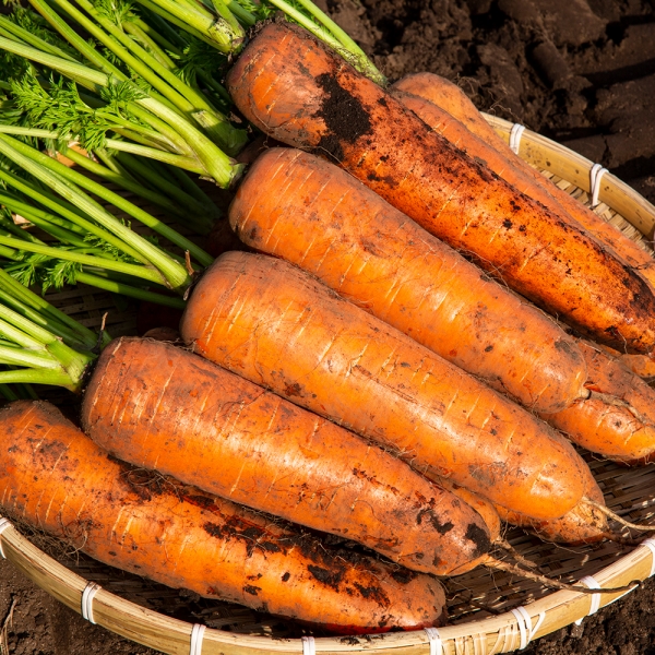 농부마음 제주 정품 구좌당근 5kg/10kg