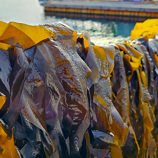 어촌직송 신선한 견내량 갯바람 돌미역 100g