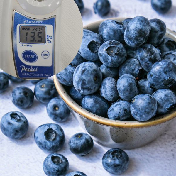 ★주말특가★ 국산 생 블루베리 13브릭스 고당도 프리미엄 유기농/무농약 신틸라 400g 600g 1kg[리뷰이벤트중]