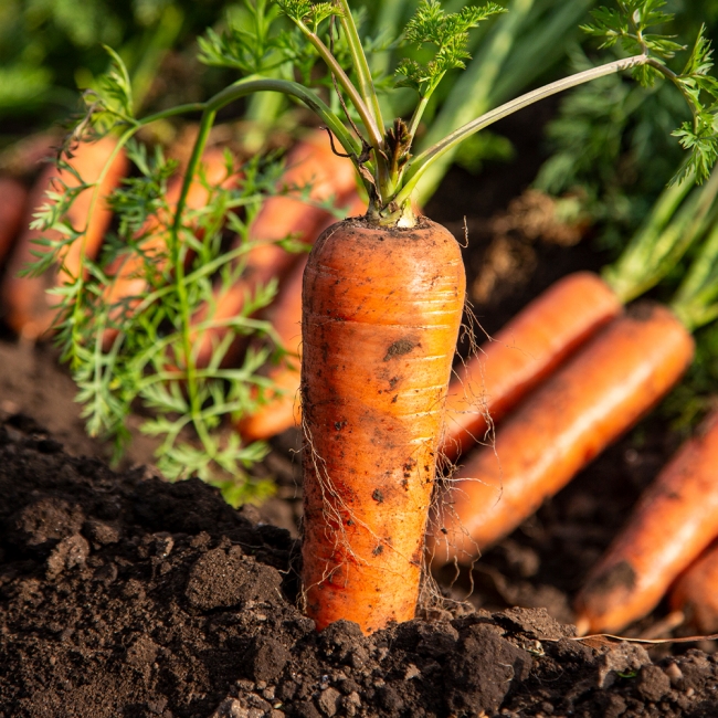 농부마음 제주 정품 구좌당근 5kg/10kg