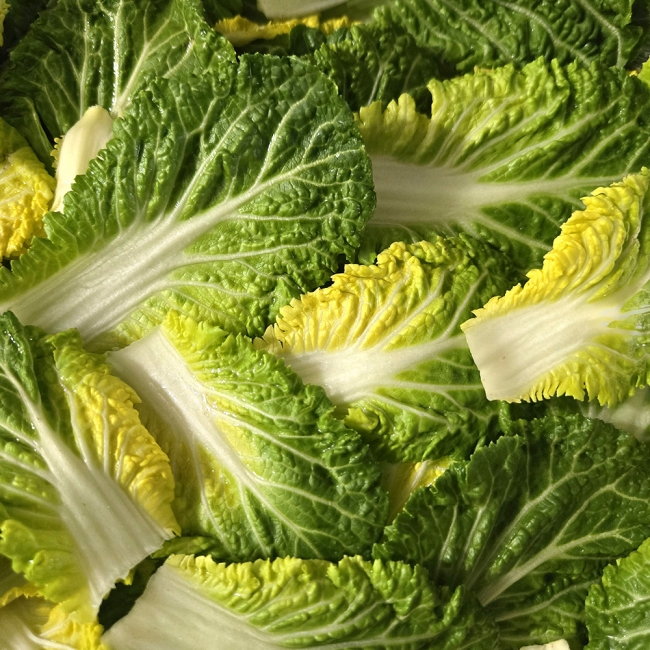 산지직배송 국내산 제철 봄동 1kg/2kg/3kg/5kg/10kg