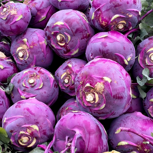 산지직배송 제주 프리미엄 콜라비 3kg/5kg/10kg