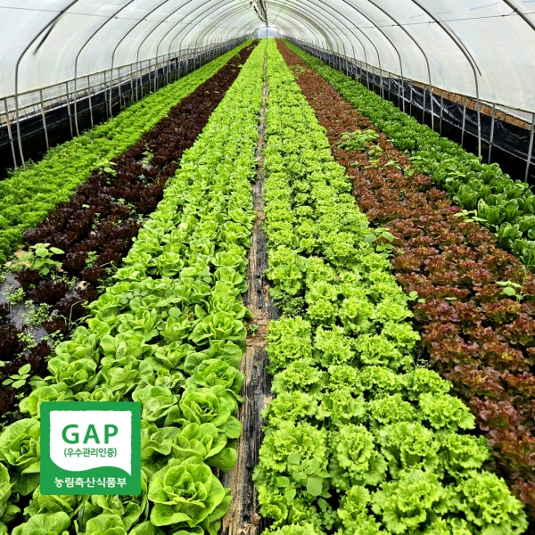 산지직배송 GAP 유러피안 채소 800g-2kg