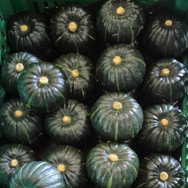 농부마음 제주 미니밤호박(보우짱) 1kg/2kg/3kg/5kg