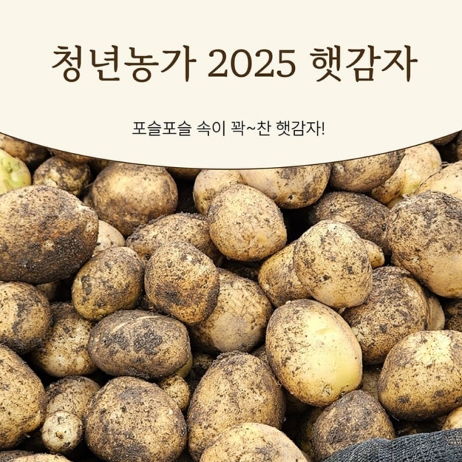[청년농가]산지직송 햇 수미감자 1kg/2kg/3kg/5kg/10kg