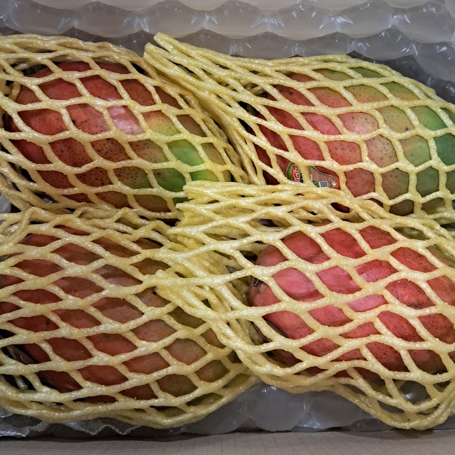 신선직송 애플망고 1kg/2kg/4kg