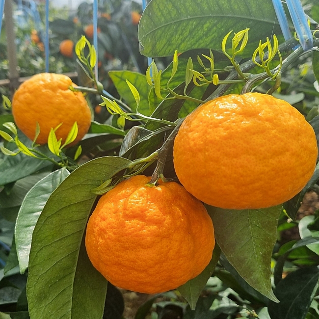 제주직송 제철 카라향 2kg/3kg/5kg/10kg