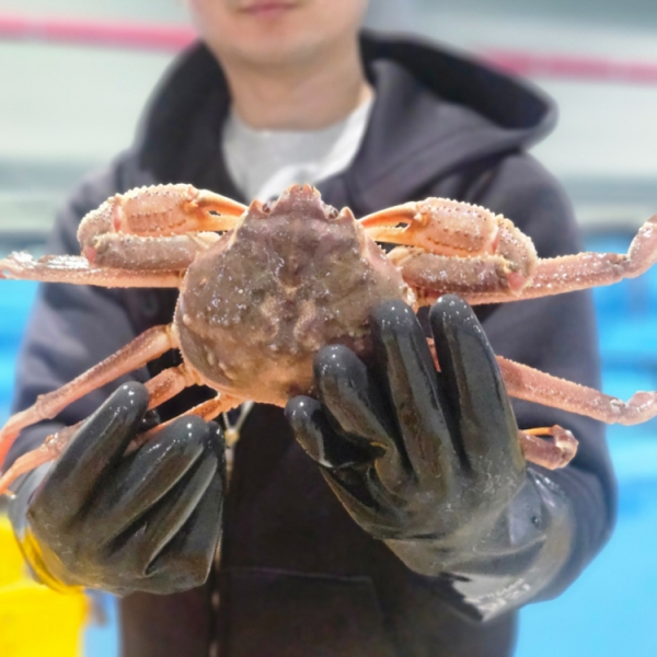 ★신선위크★ ◆북해도대게◆ [세관통관직후] A급대게 살맛.장맛좋은 북해도활대게 1KG