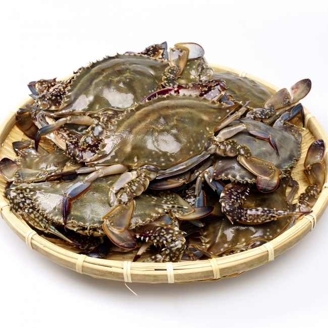 어촌직송 신안 태안 신진도 알배기 100% 냉동 암꽃게 1kg(4미-6미)