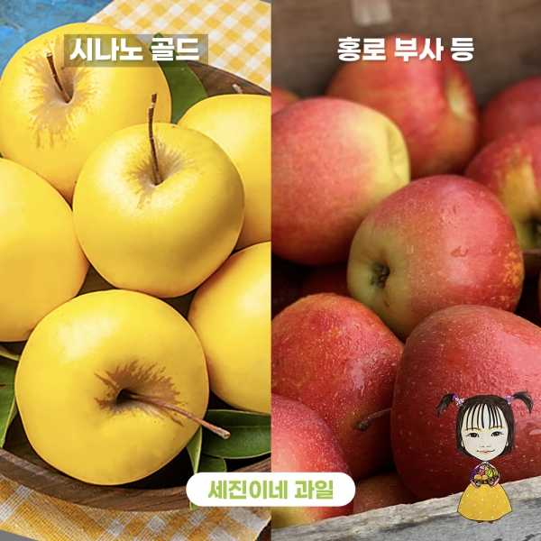 ★단독★ ★리뷰이벤트★(농할) 세진이네 과일 새콤 달콤 햇사과 2kg 4kg 8kg 