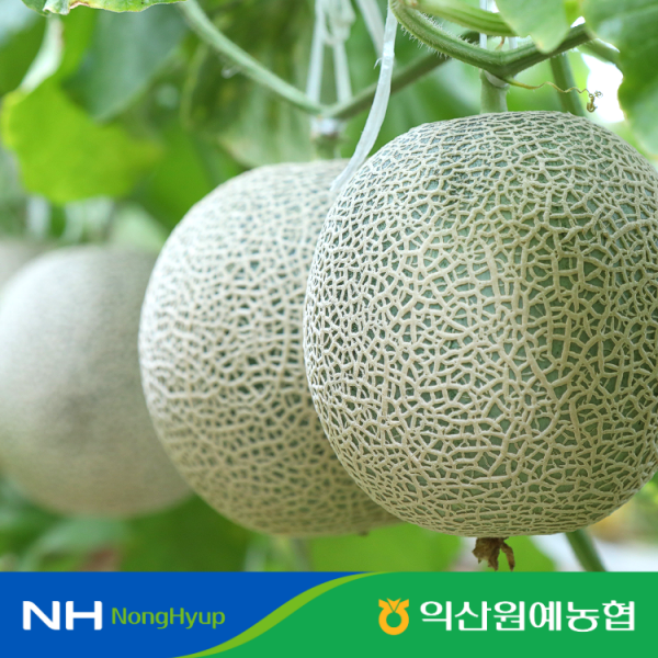 (농할) [익산원예농협] 국내산 고당도 머스크메론 3.2kg 4kg 8kg
