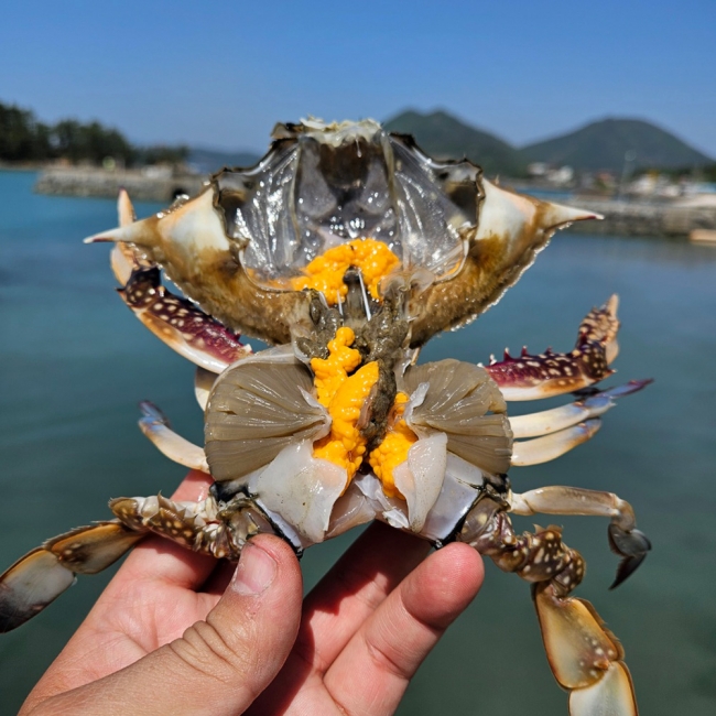 산지직배송 국내산 활 암꽃게 1kg 4-6미