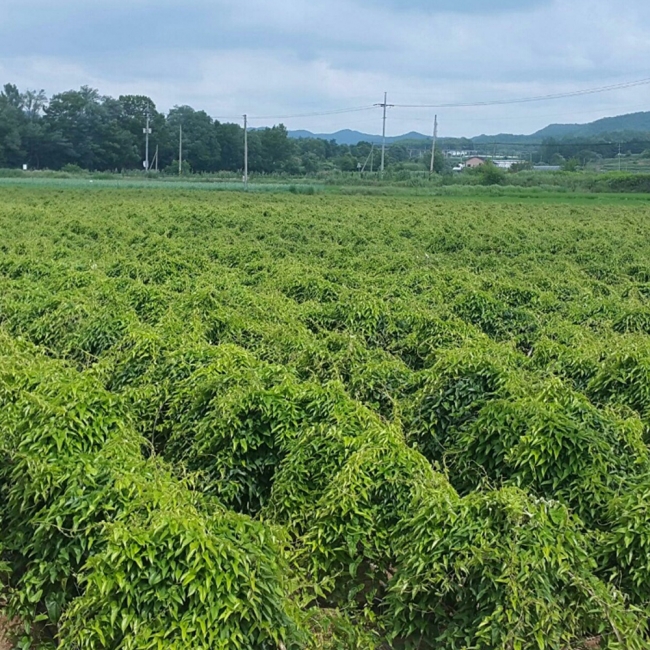산지직배송 안동 산마/장마 1kg
