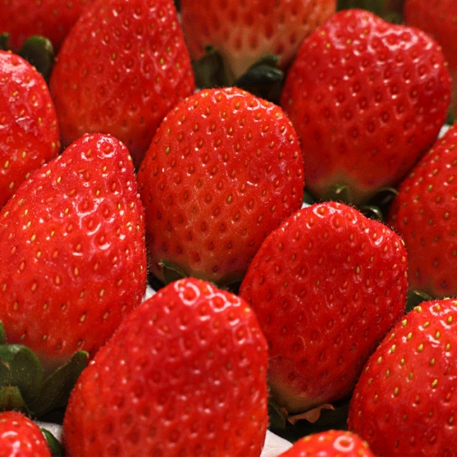 [청년농가]프리미엄 논산 설향딸기 특품 350g/700