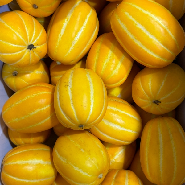 ★신선위크★ [15브릭스 보장] 당도상회 성주 참외 고당도 산지직송 꿀참외 1.5kg/3kg/5kg
