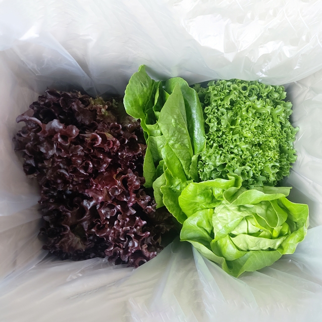 농부마음 GAP인증 친환경 유러피안 샐러드 1kg (랜덤발송)