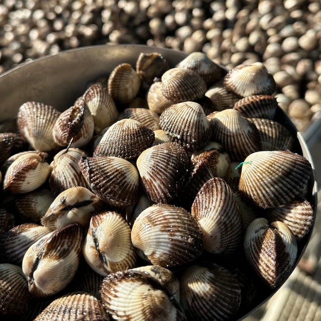 산지직배송 국내산 새꼬막 3kg/6kg