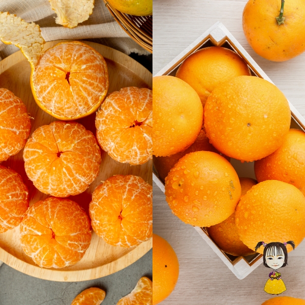 [착한가격] 세진이네 과일 조생 감귤 5kg