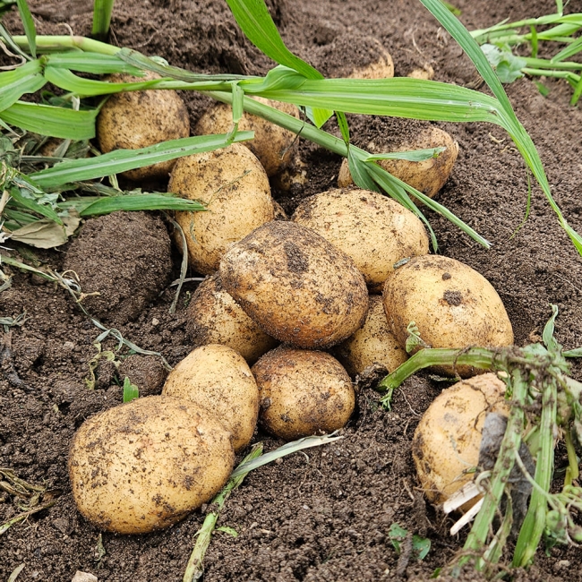 산지직배송 강원도 두백감자 1kg/3kg/5kg