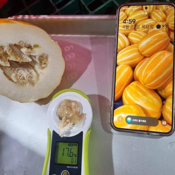 ★신선위크★ 성주 명물 달다 참외 2kg 3kg 5kg 가정용 정품