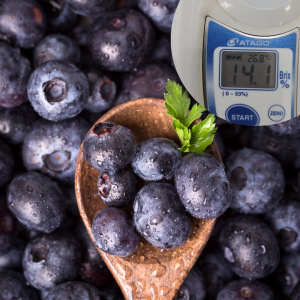 ★주말특가★ 국산 생 블루베리 13브릭스 고당도 프리미엄 유기농/무농약 신틸라 400g 600g 1kg[리뷰이벤트중]