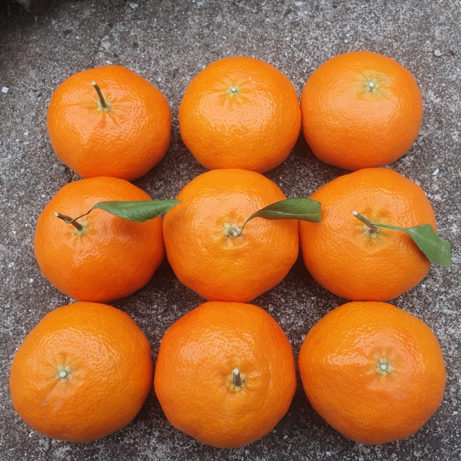 제주직송 고당도 레드향 2kg/3kg/5kg 가정용/선물용