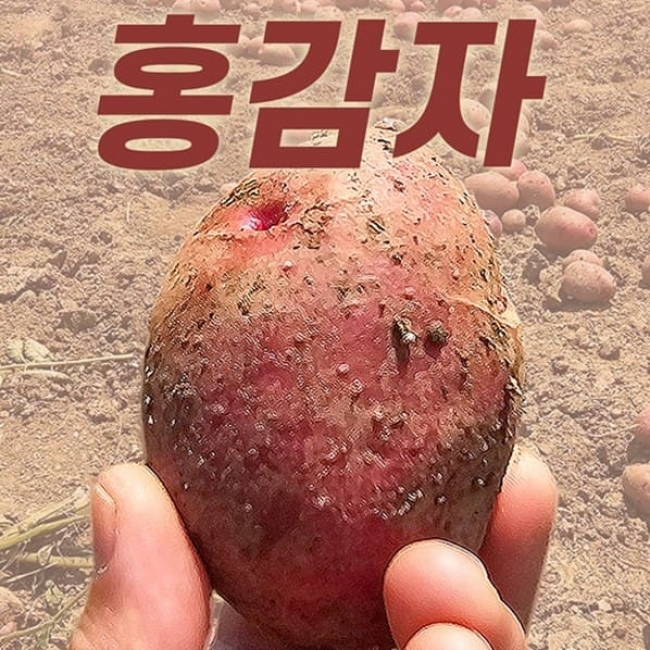 [귀빈정]1년 딱 2달 제철 포슬포슬 카스테라 홍감자 3kg