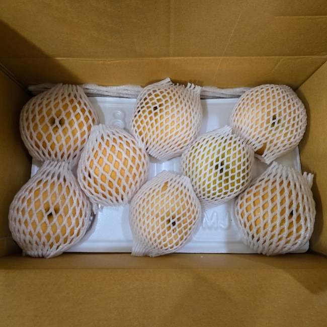 산지직배송 나주배 선물용/가정용 3g/5kg