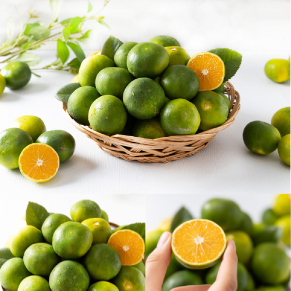 [산지급송] 새콤달콤 일품맛 제주 극조생 노지감귤 5kg/10kg