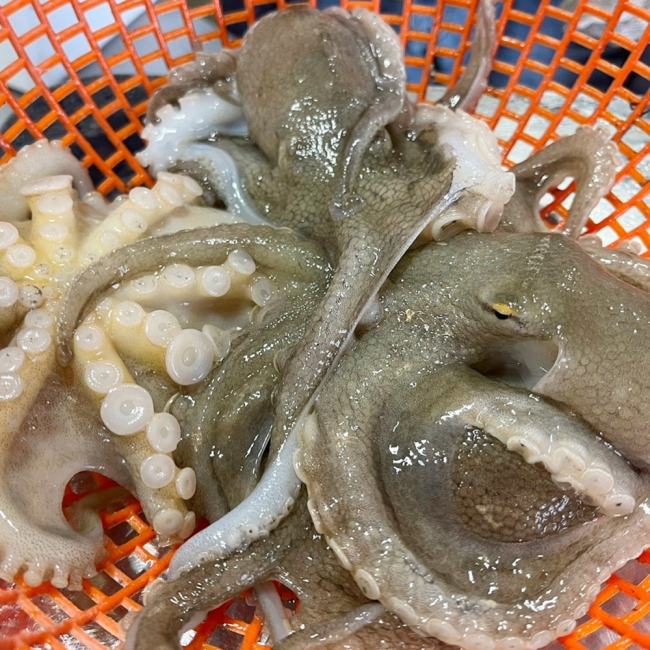 산지직배송 자연산 활 쭈꾸미 1kg