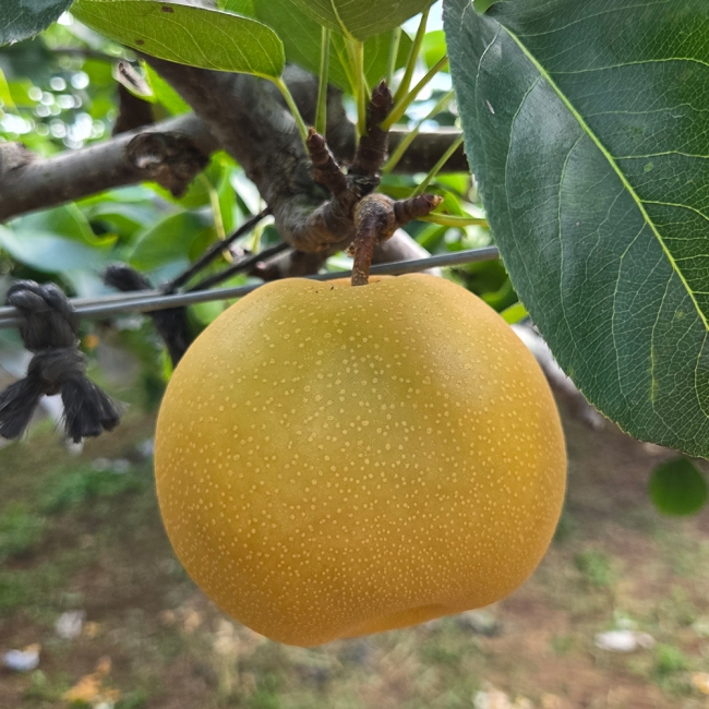 산지직배송 나주배 선물용/가정용 3g/5kg