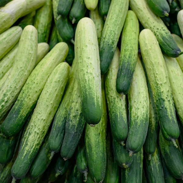 산지직배송 백다다기 오이 1kg