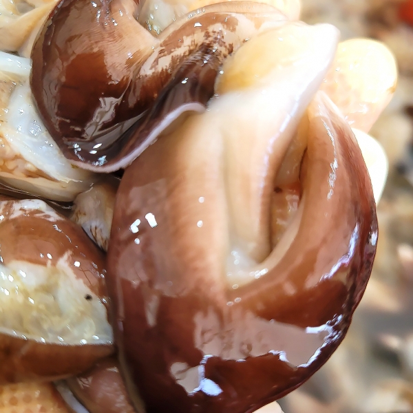 산지직배송 여수 검정새조개 200g