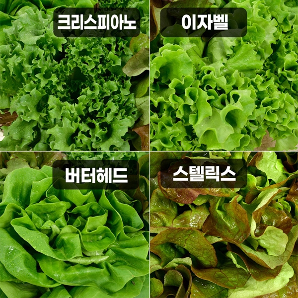 ★신선위크★ [무농약/수경재배] 유러피안 샐러드 야채 모듬세트 [1kg/4종]