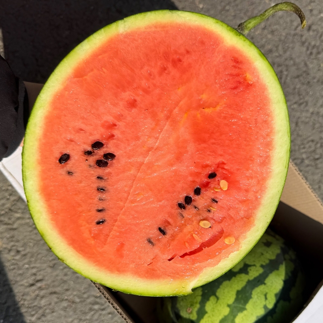 산지직배송 하우스수박 4kg/5kg/6kg