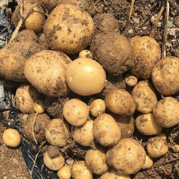 ★리뷰이벤트★포슬포슬 국내산 감자 2kg/ 3kg/ 5kg