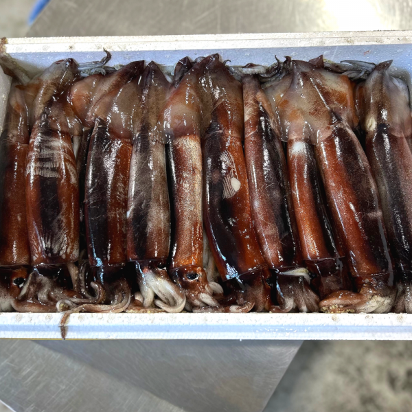 ★신선위크★ 오징어 생물오징어 당일바리 채낚기 활 급냉 4미 1.5KG