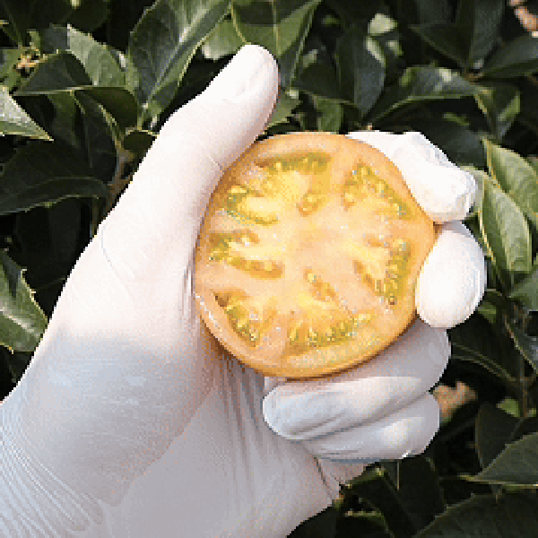 ★신선위크★ 부산 대저 짭짤이 토마토