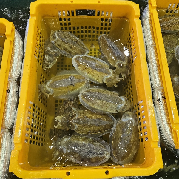 산지출고 싱싱한 갑오징어 1kg