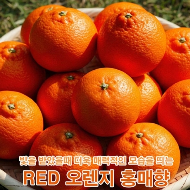 [형원농장]제주 레드오렌지 감귤 홍매향 2kg/3kg/4.5kg