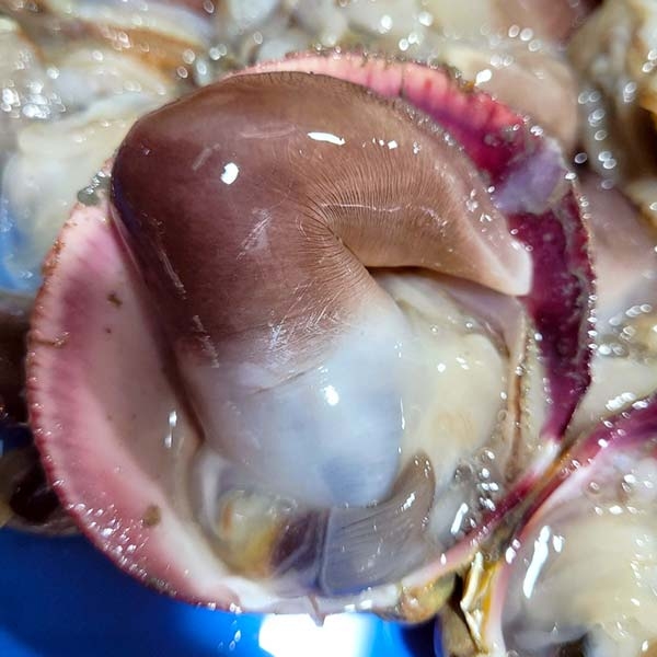 ★신선위크★ 당일조업 청정 여수 새조개 손질 후 실중량 200g