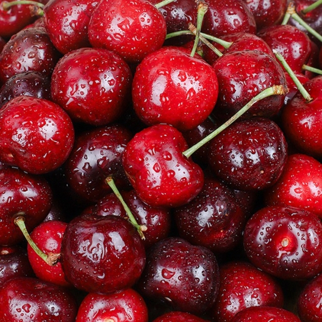 [청년농가]새콤달콤 칠레 생 체리(대과) 500g/1kg/2kg