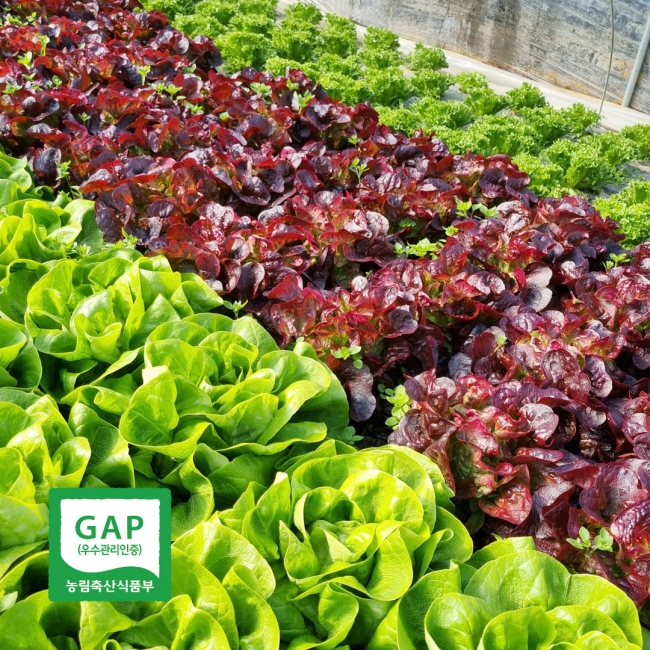 농부마음 GAP인증 친환경 유러피안 샐러드 1kg (랜덤발송)