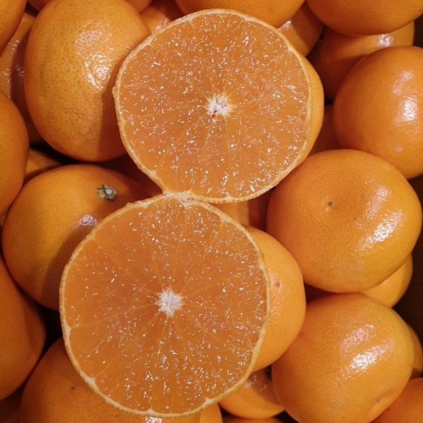 ★신선위크★ 제주직송 향긋 천혜향 2kg/3kg/5kg 가정용/선물용